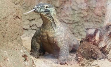 Dragones de Komodo y camaleones pantera, nuevos inquilinos del Rancho Texas