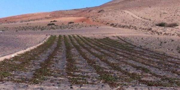 Plantación de batata en Lanzarote
