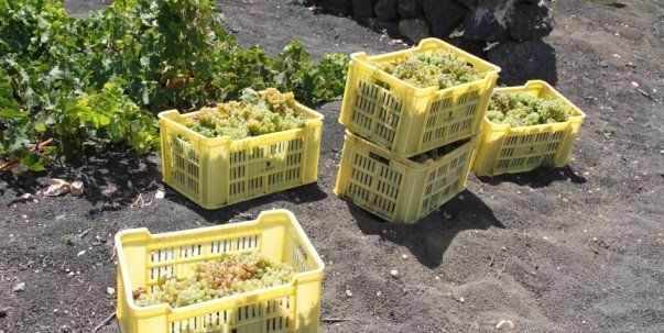 Arranca la vendimia en Lanzarote y el Consejo Regulador destaca el buen estado sanitario de la uva