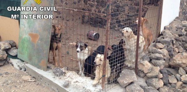 Varios perros de una protectora majorera intervenida por el Seprona terminan acogidos en Lanzarote