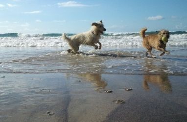 Ponen en marcha una campaña para estirilizar en tres días a unos 60 perros en Fuerteventura y Lanzarote