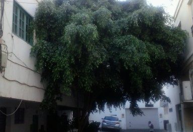 Un árbol enfermo que ocupa toda la calle en Arrecife