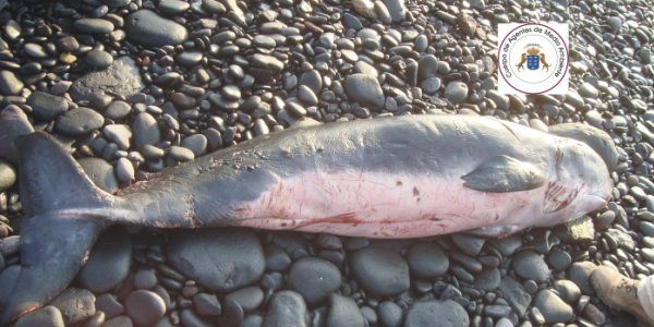 Aparece el cadáver de otro cachalote pigmeo en la costa de Fuerteventura