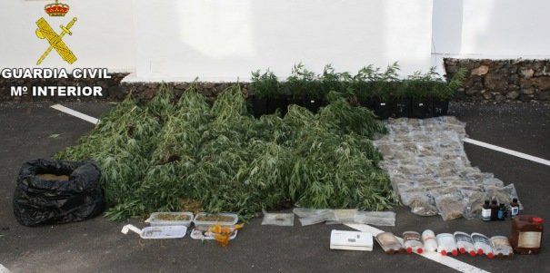 Cámaras de seguridad y dos perros protegían la plantación de marihuana desmantelada en Tías