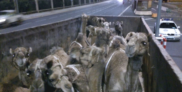 La Policía multa a dos vehículos por llevar 15 camellos hacinados desde Lanzarote a Tenerife