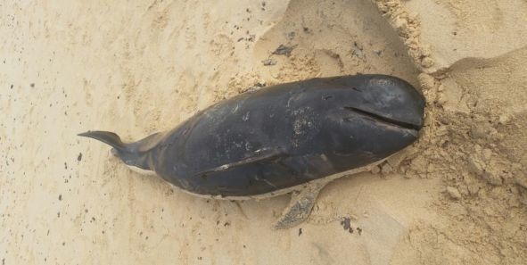 Aparece otro cachalote muerto en la costa de Fuerteventura