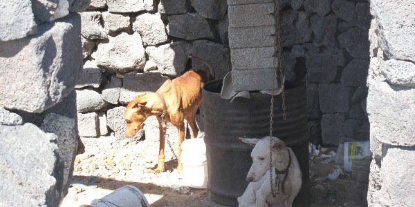 Imputan por maltrato animal al dueño de dos perros que llevaban 10 días sin comer