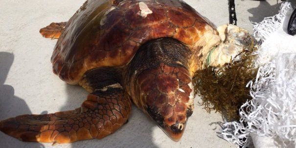 Rescatan una tortuga Boba atrapada en una bolsa en La Graciosa