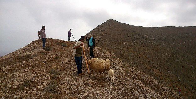 La Caldera Blanca de Tinajo vivió una tradicional "apañada de cabras"