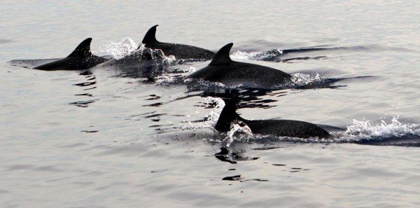 El Congreso aprueba una iniciativa  para la protección de los cetáceos en Canarias