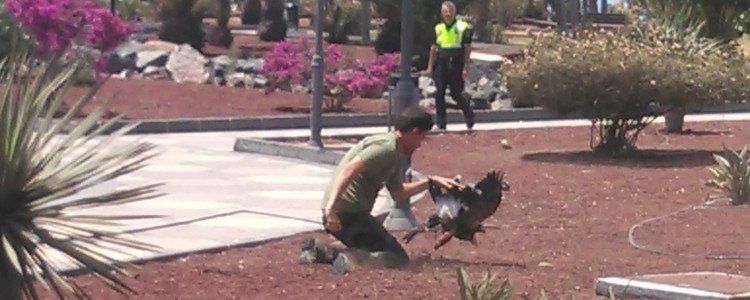 Atrapan un águila que llevaba al menos dos días suelta por Arrecife