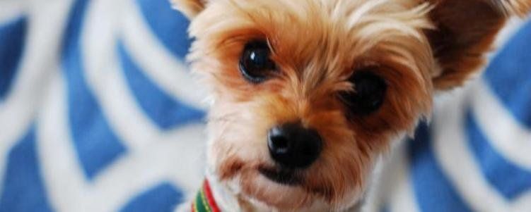 Buscan al culpable de matar al perro de unos vecinos de Playa Honda tirándolo por la ventana