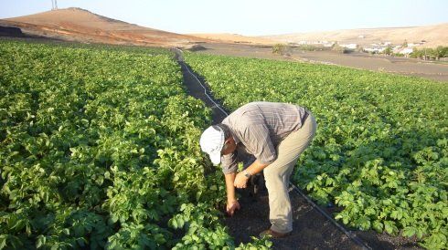 Teguise aumenta la vigilancia en las explotaciones agrícolas para minimizar los robos