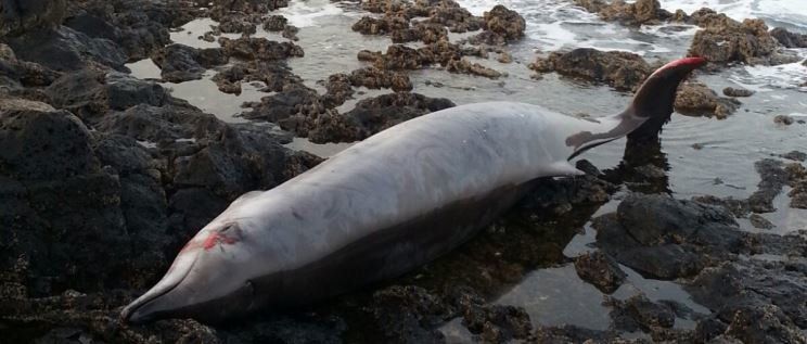 Aparece el cadáver de un zifio en la costa de Mala