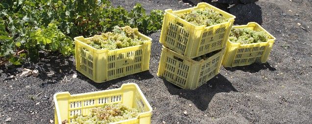 La Asociación de Amigos del Vino denuncia que una bodega quiere pagar a 50 céntimos el kilo de uva