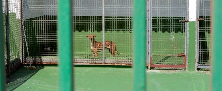 Ganemos denuncia ante el Seprona "irregularidades" en la perrera de Arrecife