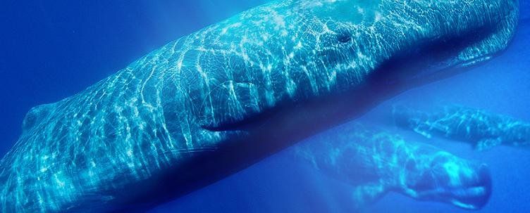 WWF recaba casi 50.000 apoyos para un santuario de cetáceos en la zona de las prospecciones