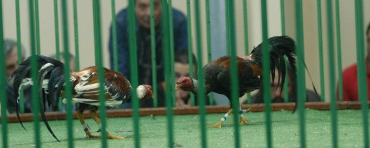 Convocan una concentración en el Complejo de Teguise contra de las peleas de gallos