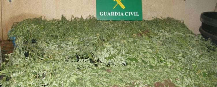 La Guardia Civil interviene 203 plantas de marihuana en Tahíche