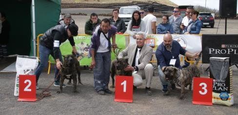 Mancha Blanca celebró el concurso monográfico del Presa Canario