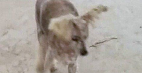 Piden ayuda para localizar a una perra que se perdió cerca de Femés