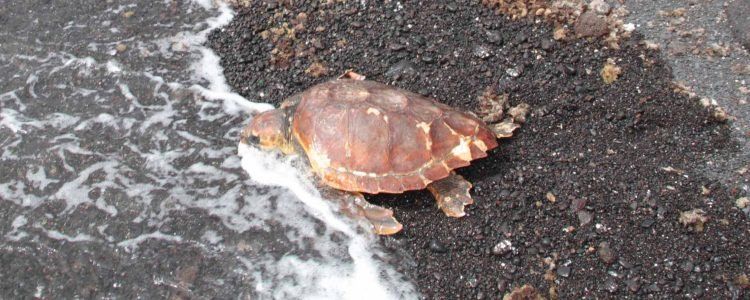 Una tortuga boba rescatada junto a Timanfaya regresa al mar