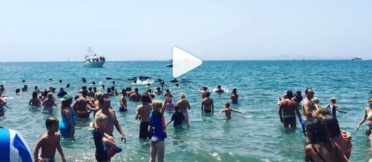 Una cadena humana evita el varamiento de cerca de 20 cetáceos en Playa Blanca