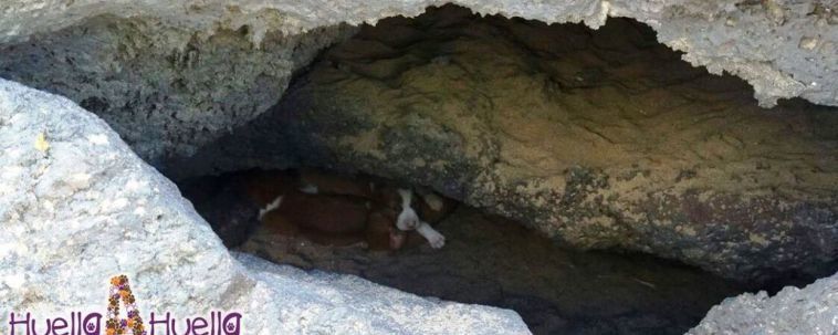 A dog and her 8 puppies are rescued from a cave in Teguise