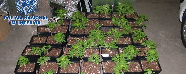 La Policía encuentra 47 plantas de marihuana en una casa a la que acudió por una pelea