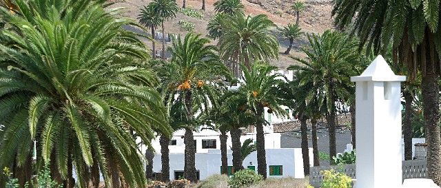 Canarias logra erradicar el picudo rojo 11 años después de que se detectara esta plaga