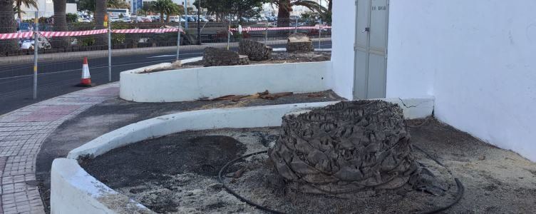 La tala de 4 palmeras indigna en Arrecife: "Dirán que están enfermas, los enfermos son ellos"