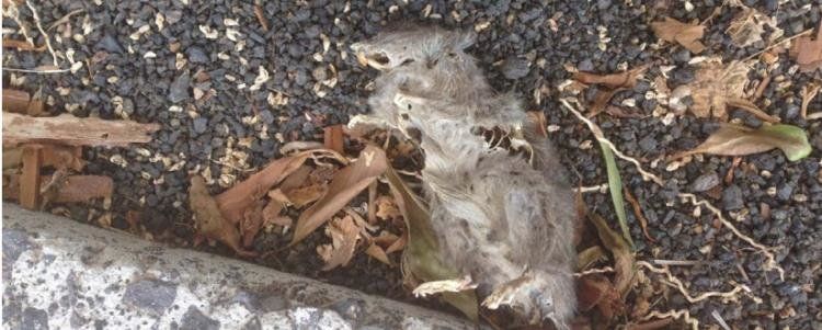 Un vecino se suma a las críticas por la suciedad de Costa Teguise con la imagen de una rata muerta