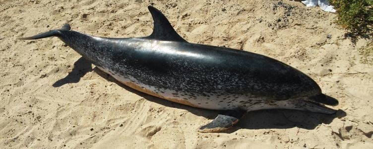 Encuentran el cadáver de un delfín varado en el lago de La Santa