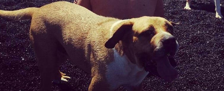 Se busca a "Bob", un perro perdido en Playa Blanca