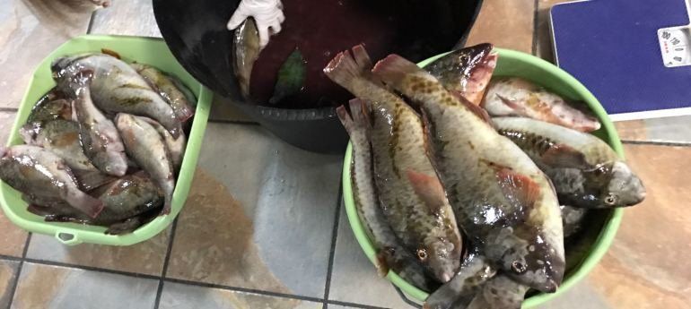 Denunciadas tres personas por pesca ilegal en la zona de Las Caletas
