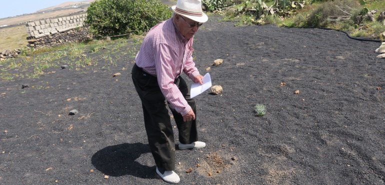 Un agricultor de Teguise denuncia el robo de 40 olivos de un metro de altura recién plantados