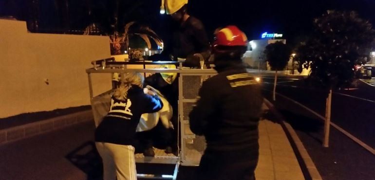 Los bomberos rescatan un gato que se encontraba en una palmera a 20 metros de altura