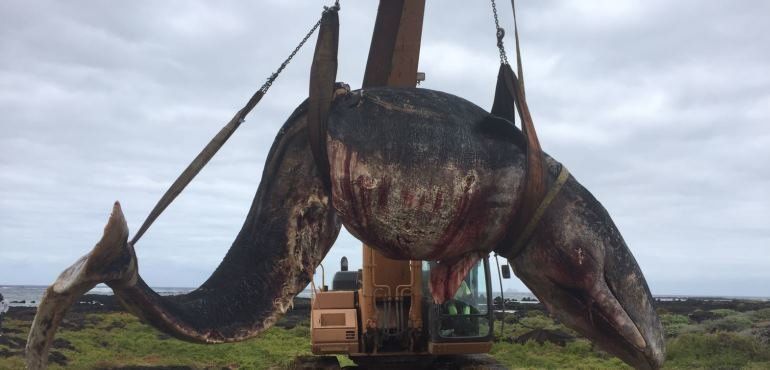 Recuperan el cadáver del cachalote que apareció flotando el pasado viernes en Órzola