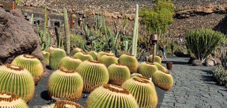 El Jardín de Cactus, premiado en Italia y Canadá
