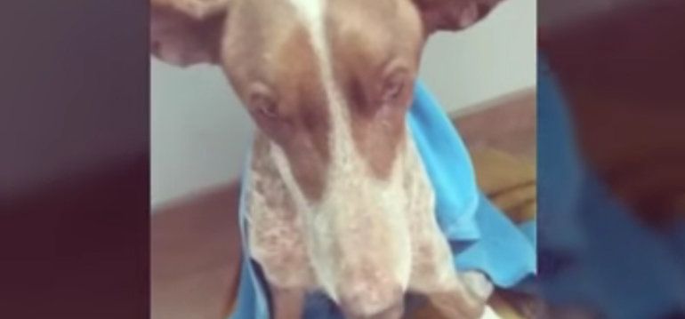 El Seprona de Lanzarote investiga al dueño de una podenca como presunto autor de maltrato animal