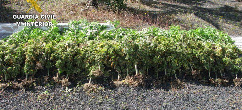 La Guardia Civil desmantela un invernadero con 69 plantas de marihuana en Tinajo