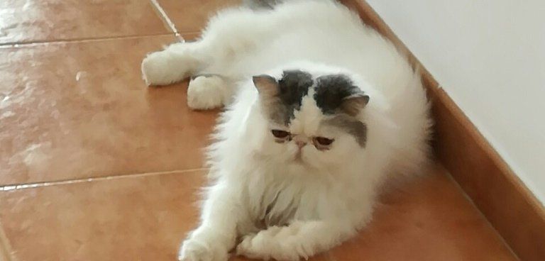 Aparece "Theo", el gato perdido en Puerto Calero Aparece "Theo", el gato perdido en Puerto Calero