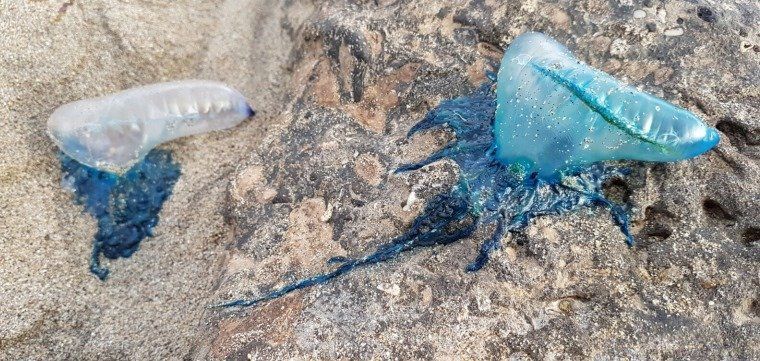 Lanzarote sufre un repunte de medusas en sus costas