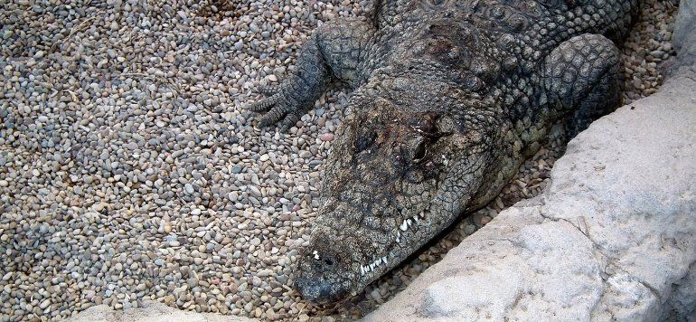 Rancho Texas acoge a 30 animales del zoo cerrado en Guinate tras recibir varias denuncias