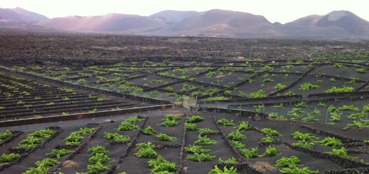 Educación implanta el primer ciclo de grado superior en Vitivinicultura en Lanzarote