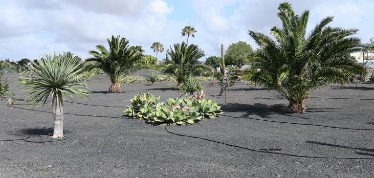 Más de 500 palmeras nuevas sustituirán a las muertas que han sido retiradas en Costa Teguise
