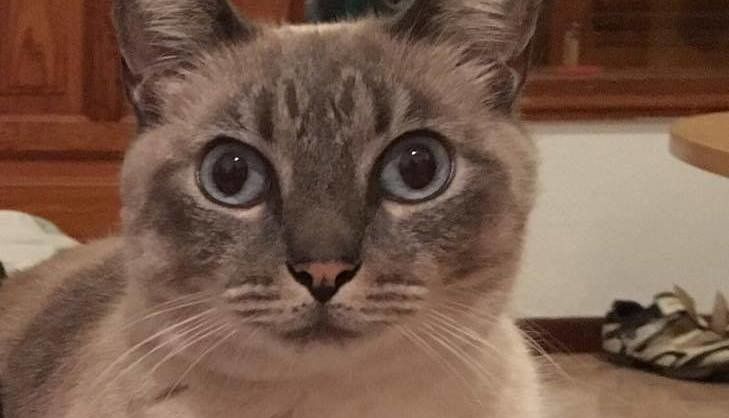 Buscan a "Nata", una gata perdida en Playa Honda