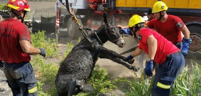 Los bomberos rescatan a un burro que había caído en un pozo