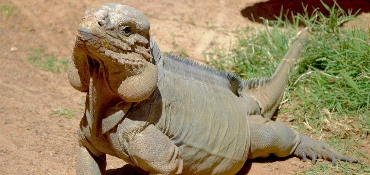 Iguanas rinoceronte se reproducen en la isla "por primera vez de forma natural fuera de su lugar de origen"