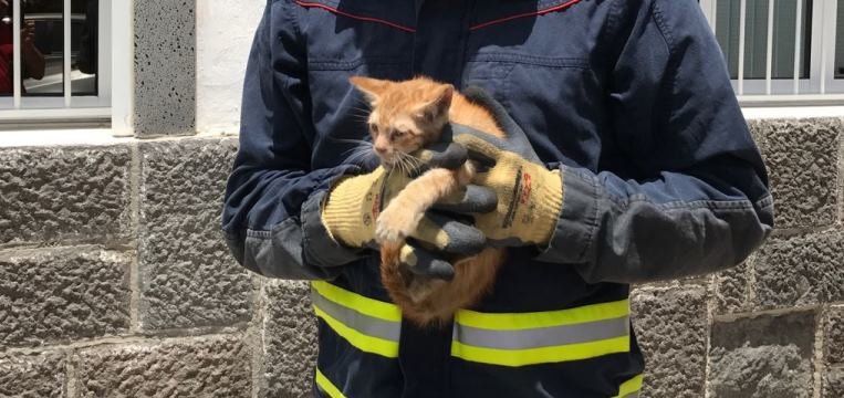 Rescatan a un gato atrapado en el motor de un camión en Arrecife